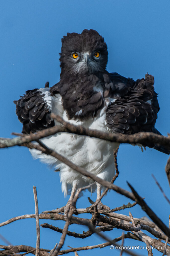 Black-chested Snake Eagle close up