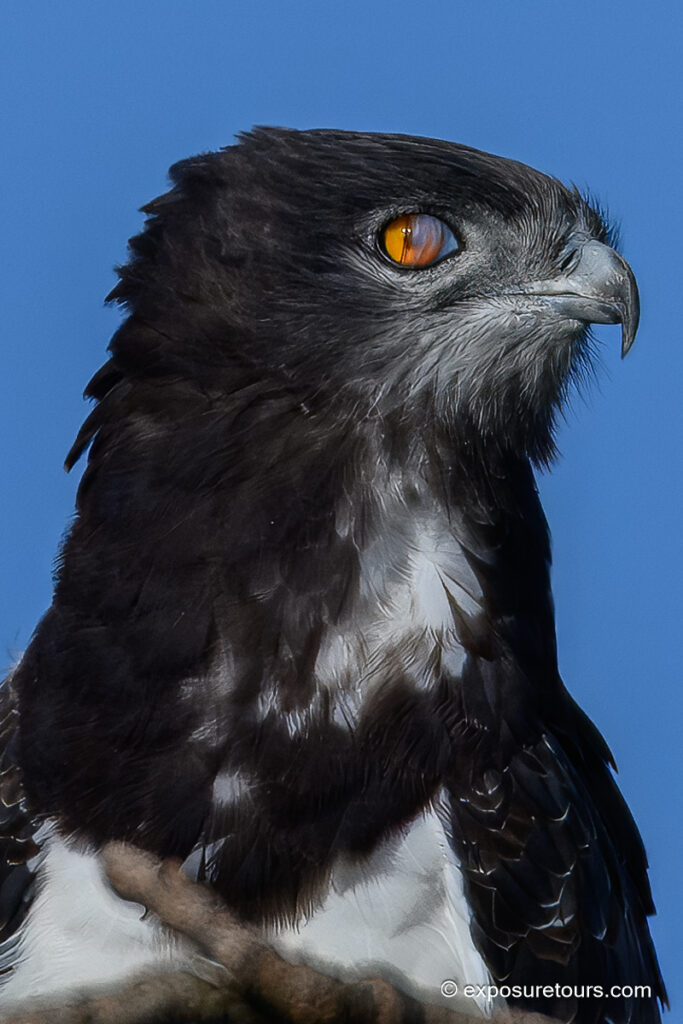 Black-chested Snake Eagle close up