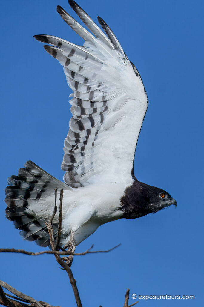 Black-chested Snake Eagle close up