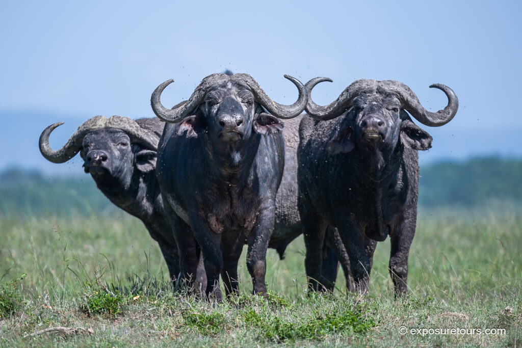 Cape Buffalo