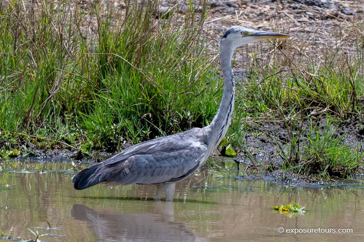 Grey Heron