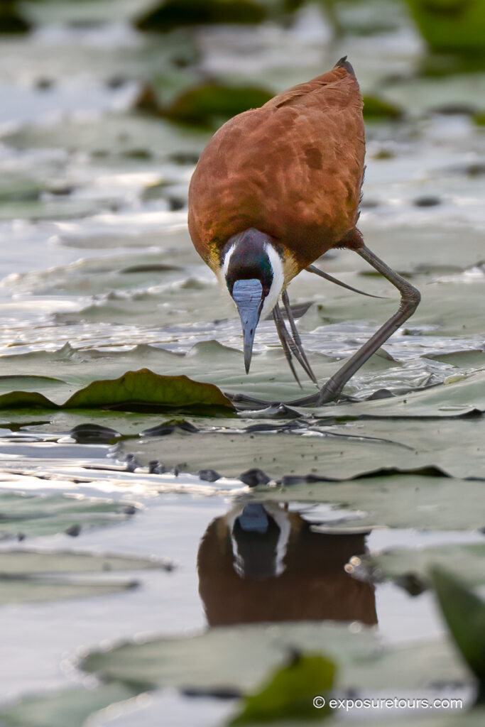 African jacana