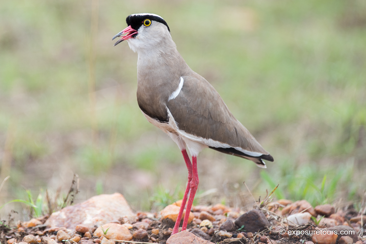 Crowned Lapwing