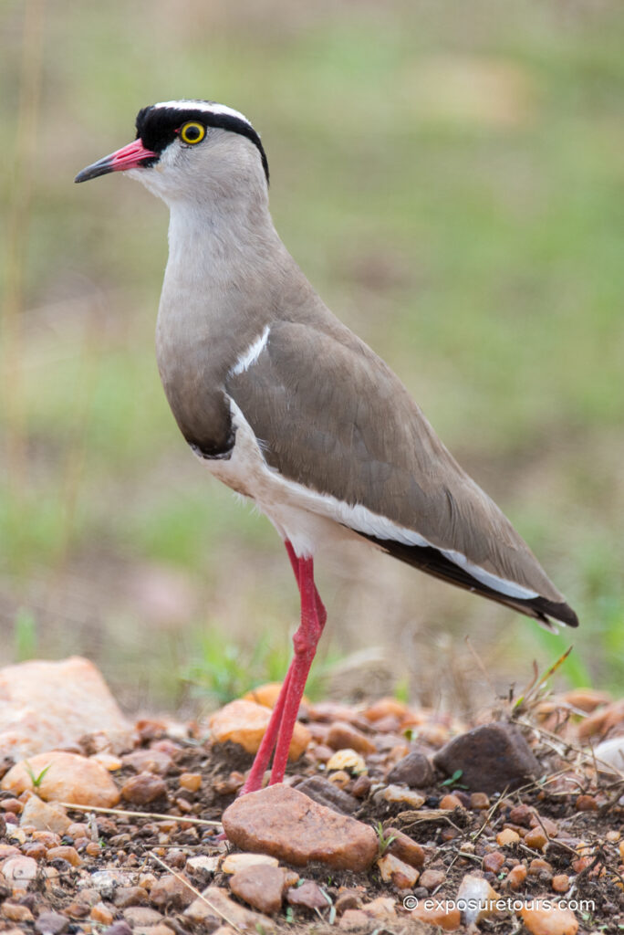 Crowned Lapwing