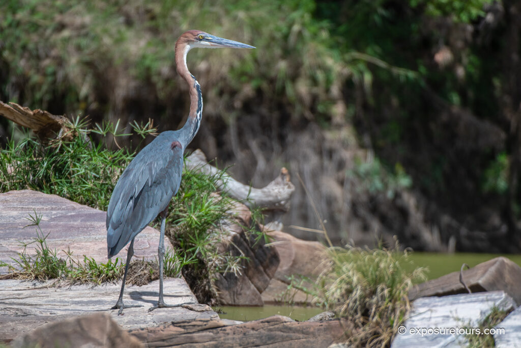 Goliath Heron