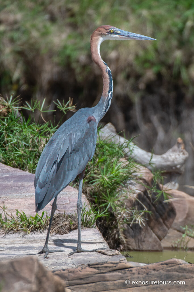 Goliath Heron