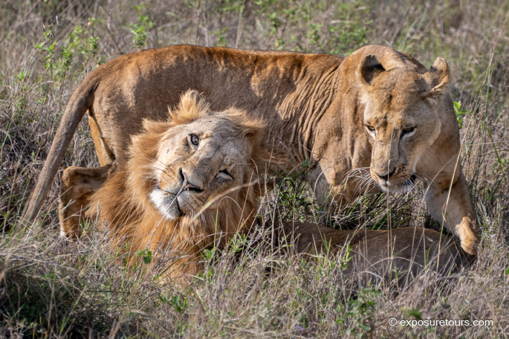 Lion couple