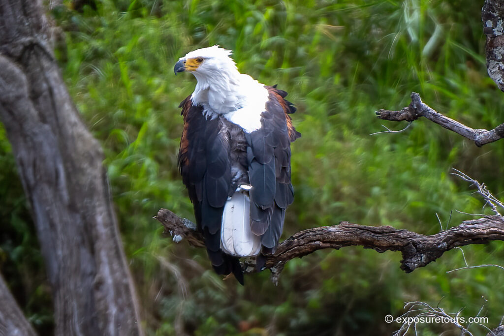 African Fish Eagle