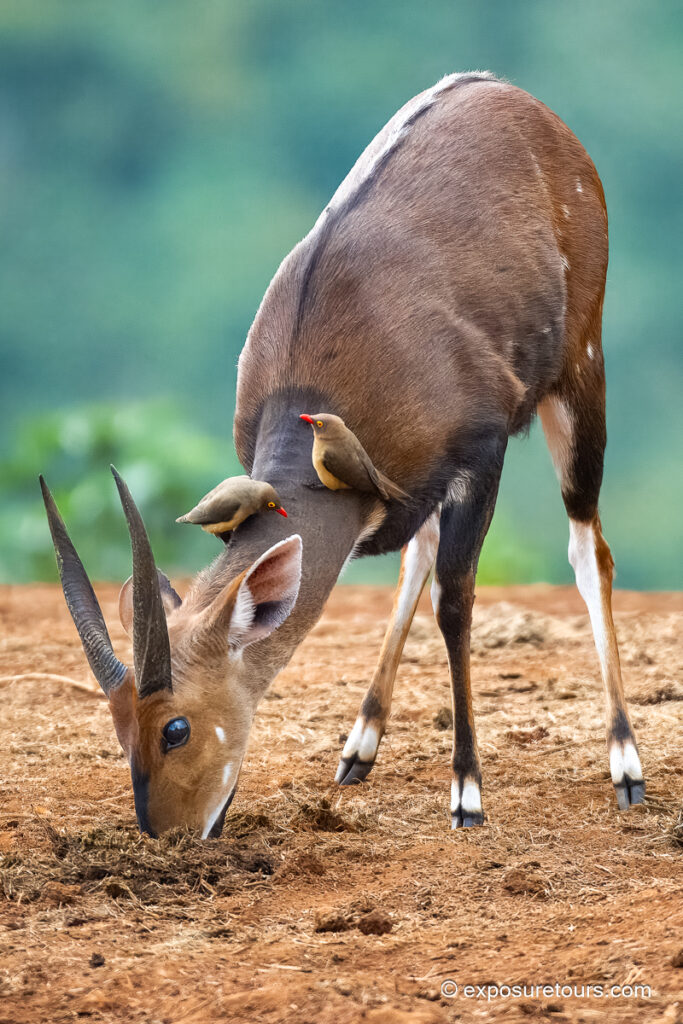 Bushbuck