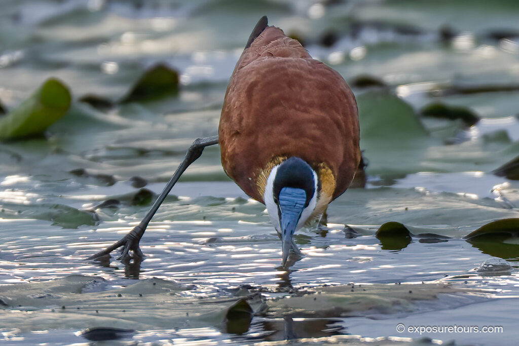 African jacana