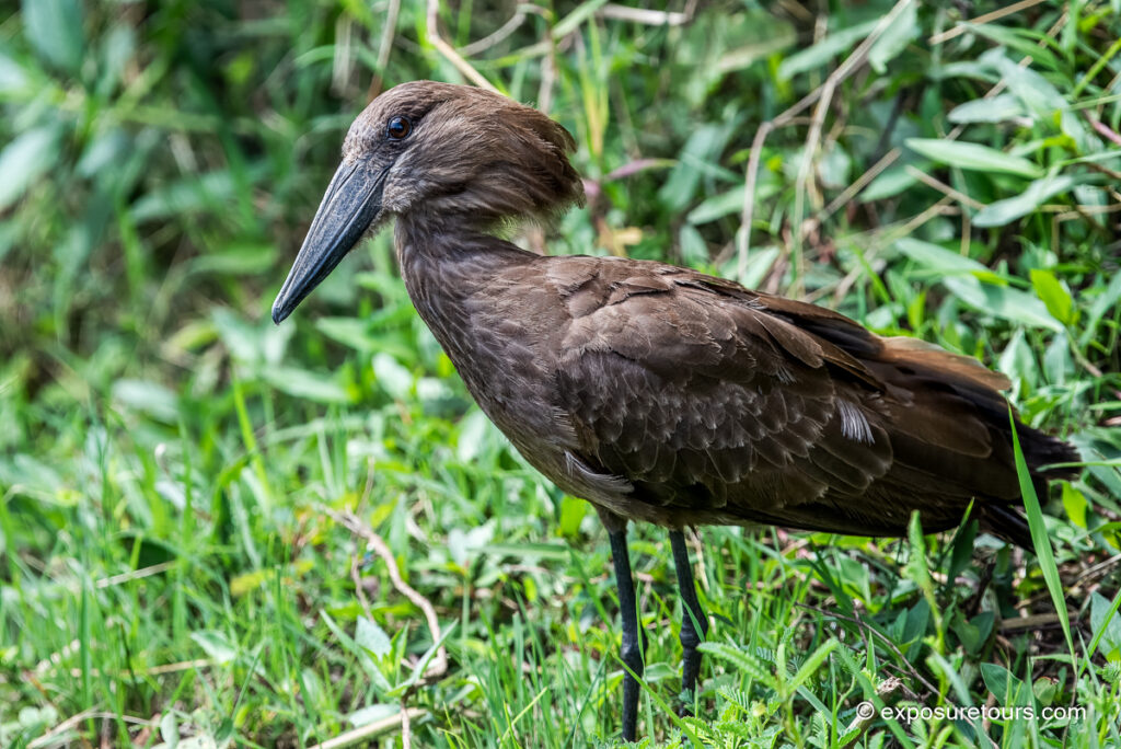 Hamerkop