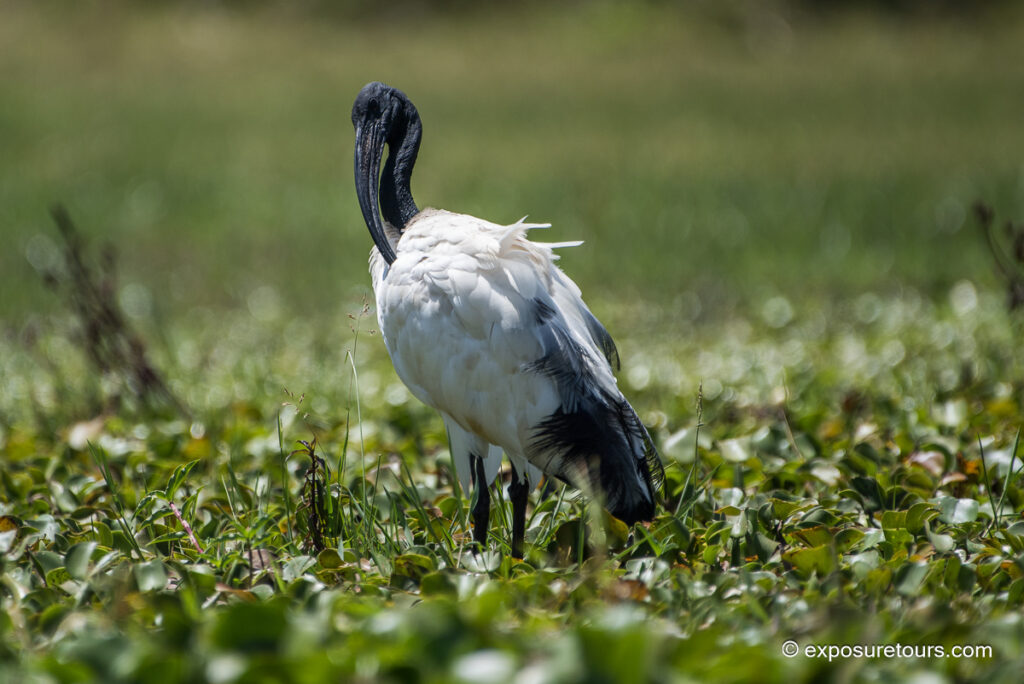 African sacred ibis
