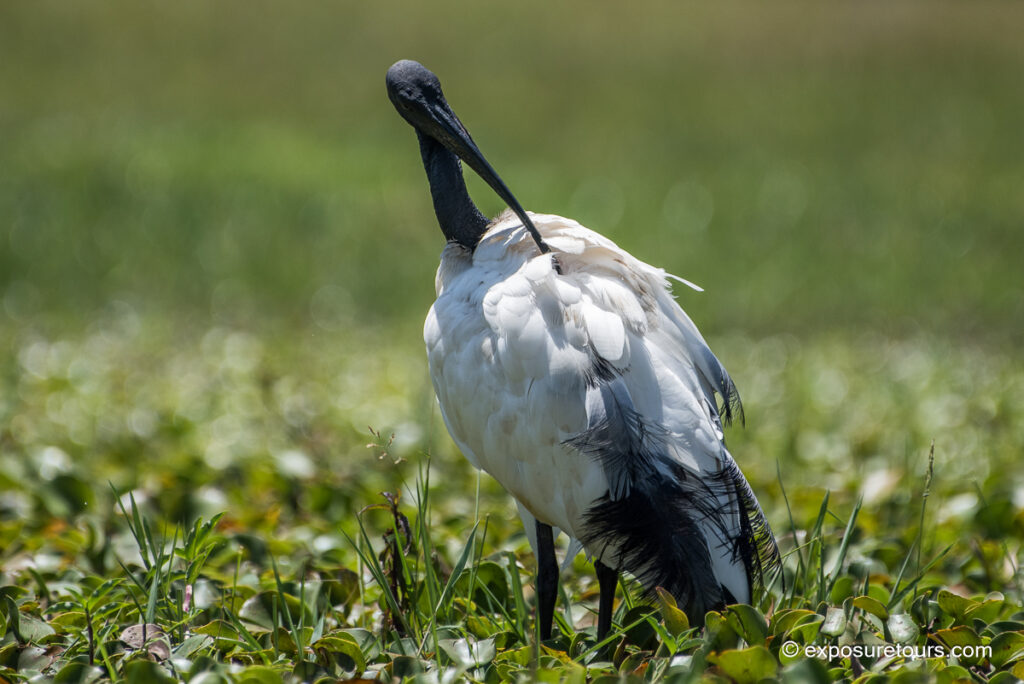 African sacred ibis