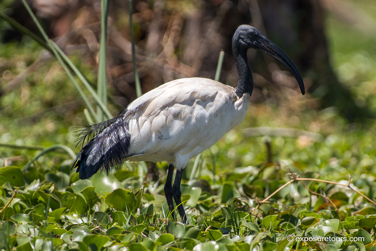 African sacred ibis