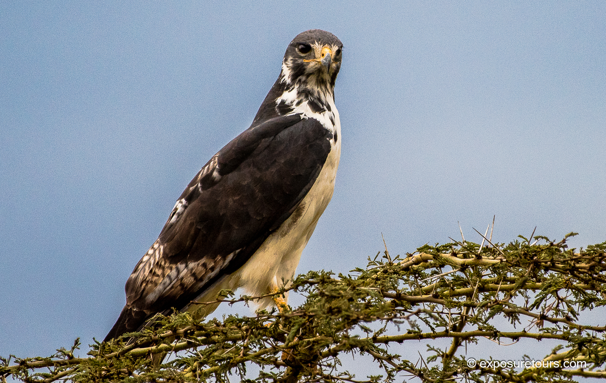 Augur Buzzard 