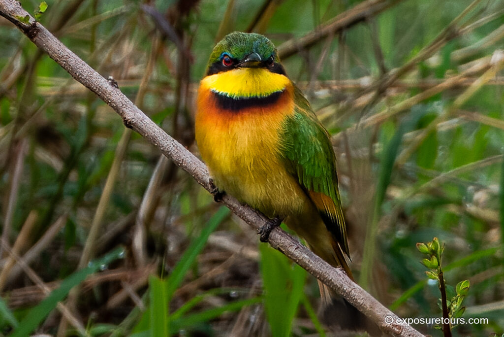 Little Bee-Eater