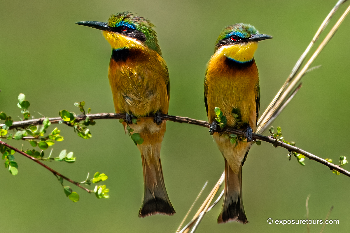 Little Bee-Eaters