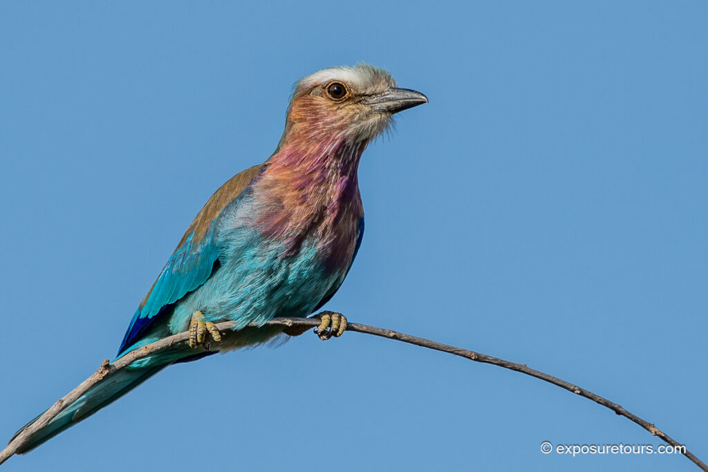 Lilac-breasted Roller