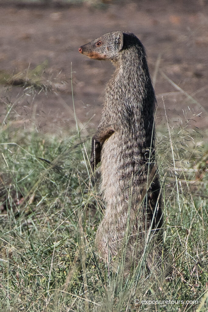 Banded mongooses