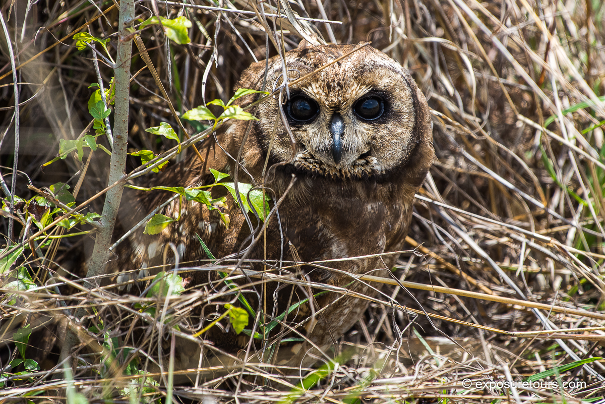 Marsh Owl