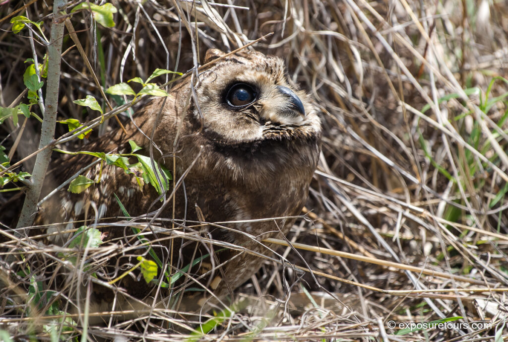 Marsh Owl