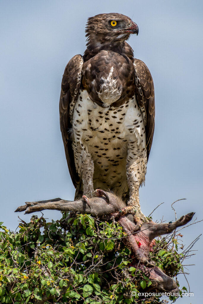 Martial Eagle