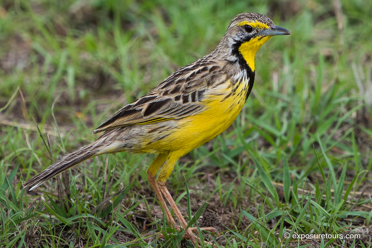 Yellow-throated Longclaw