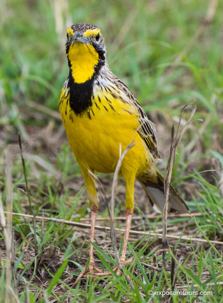 Yellow-throated Longclaw