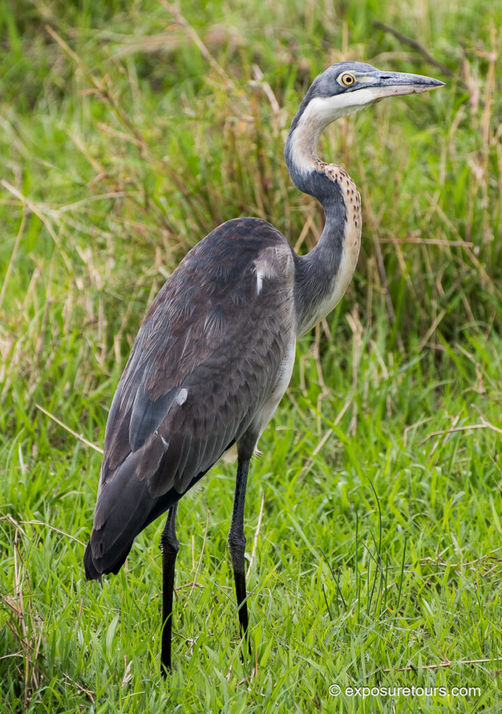 Black-headed Heron