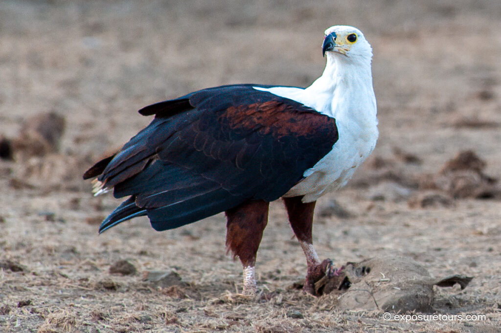 African Fish Eagle