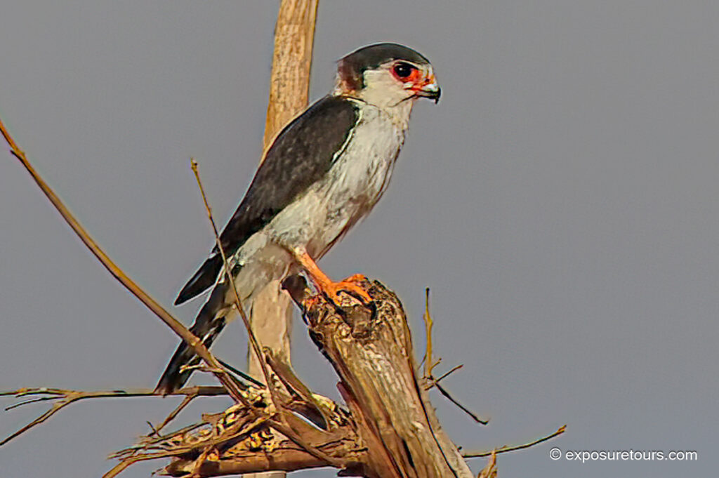 African Pygmy Falcon