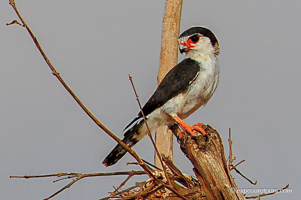 African Pygmy Falcon
