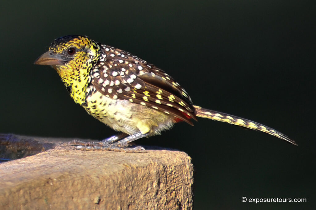 D&rsquo;Arnaud&rsquo;s Barbet