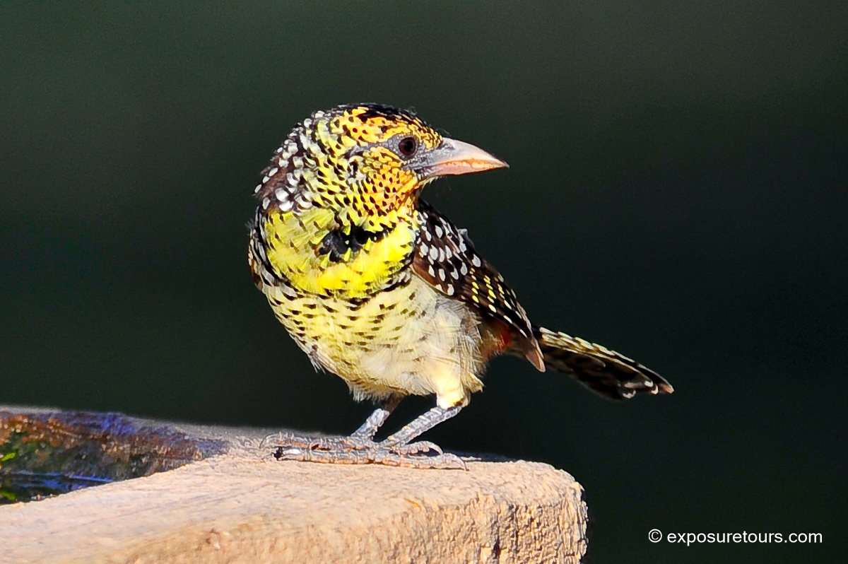 D’Arnaud’s Barbet