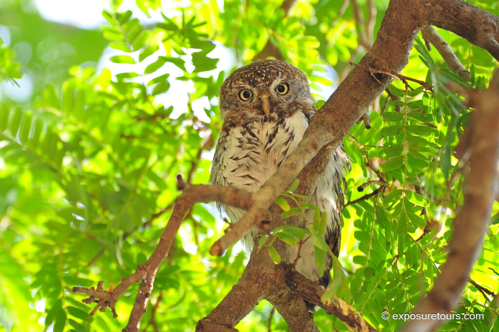 Pearl-spotted Owlet