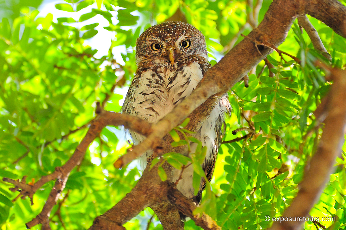 Pearl-spotted Owlet