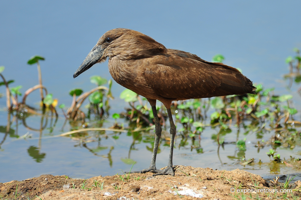 Hamerkop