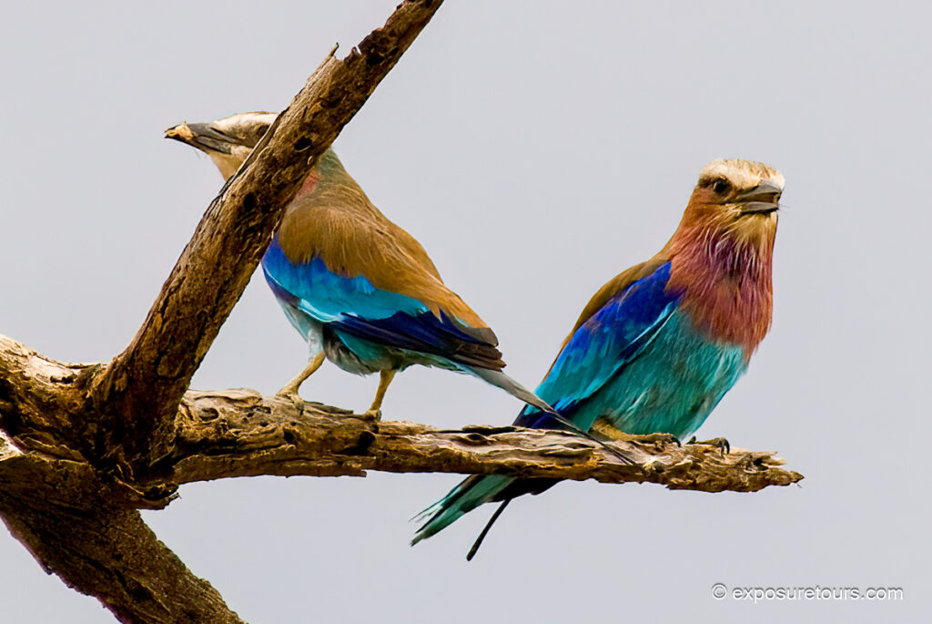 Lilac-breasted Roller
