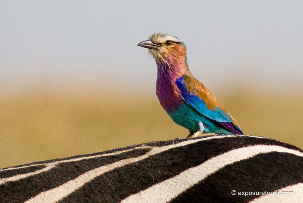 Lilac-breasted Roller