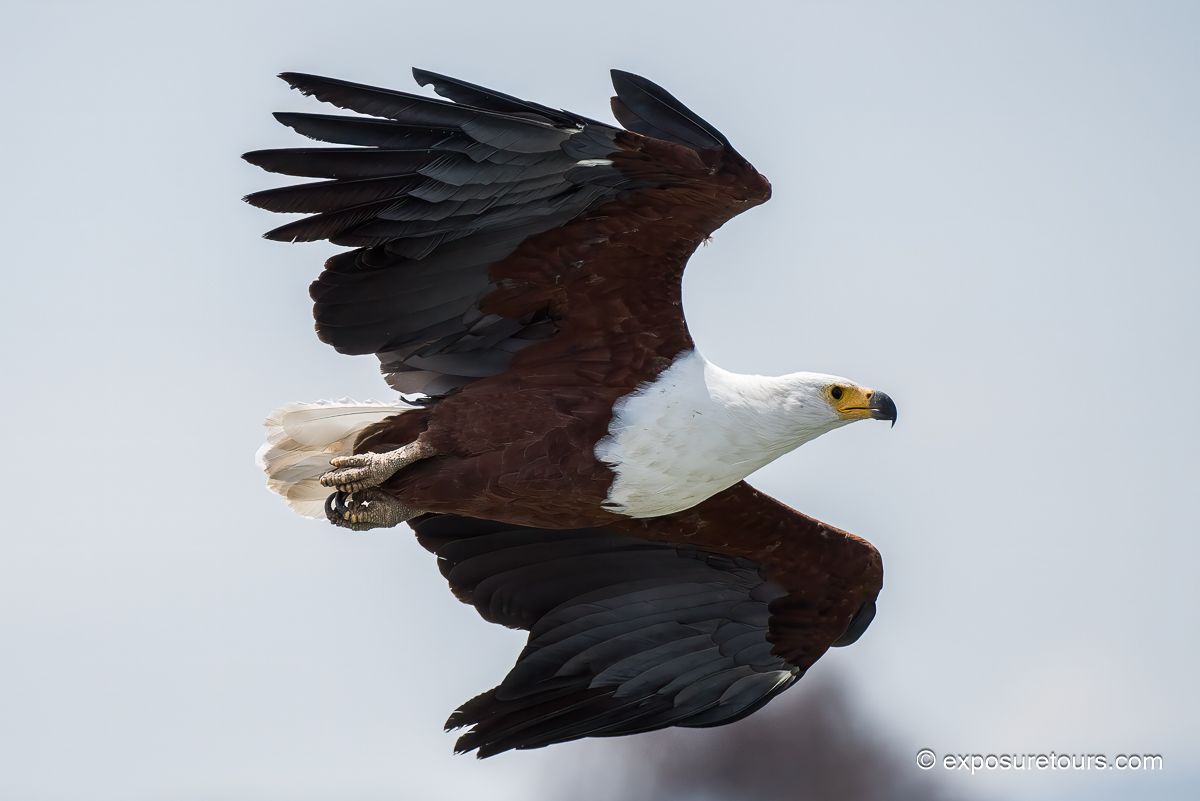 African Fish Eagle