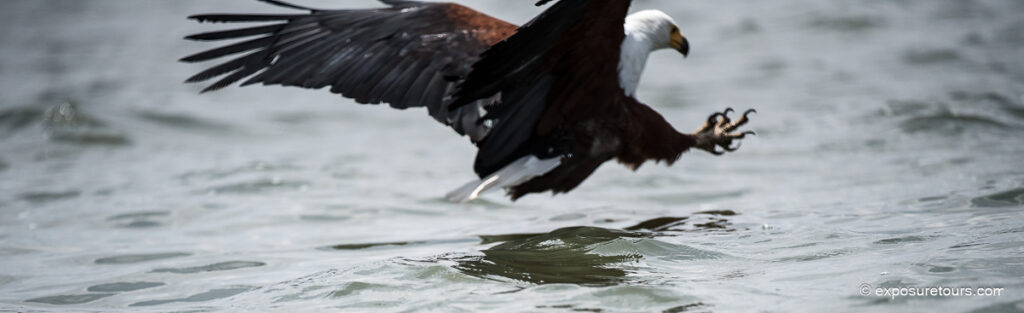 African Fish Eagle