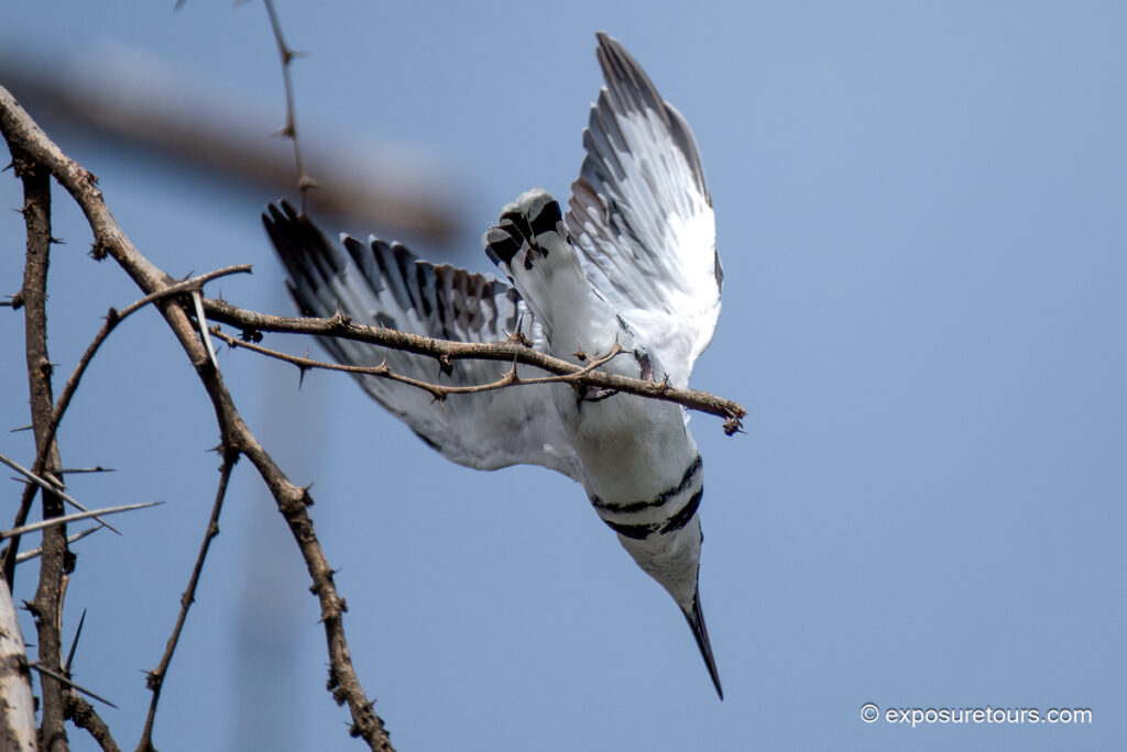 Pied Kingfisher
