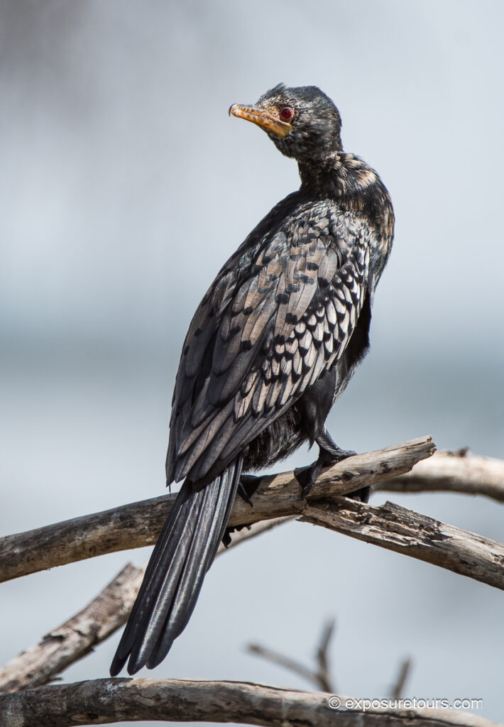 Reed Cormorant