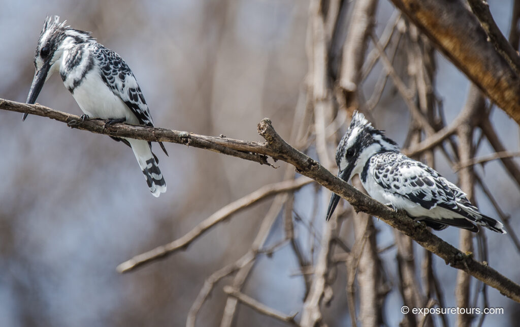 Pied Kingfisher