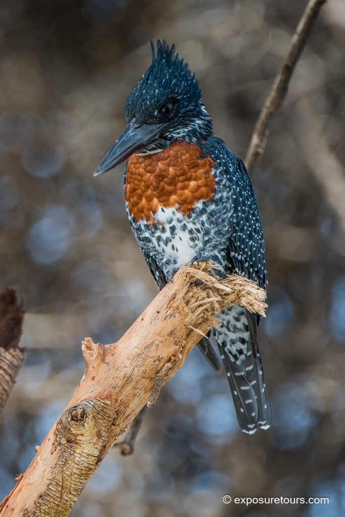 Giant Kingfisher