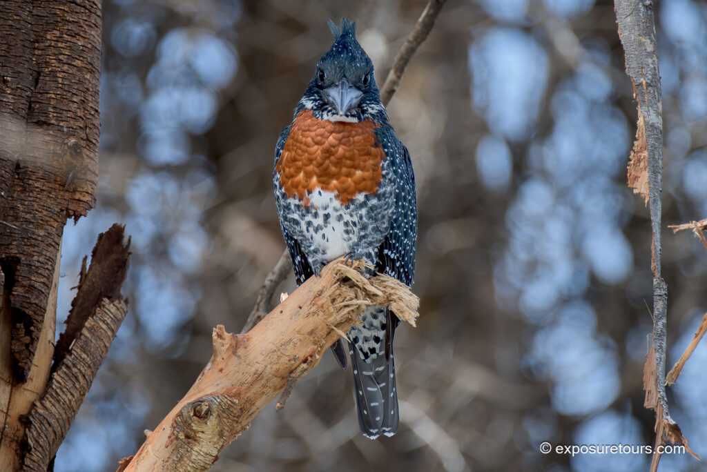 Giant Kingfisher
