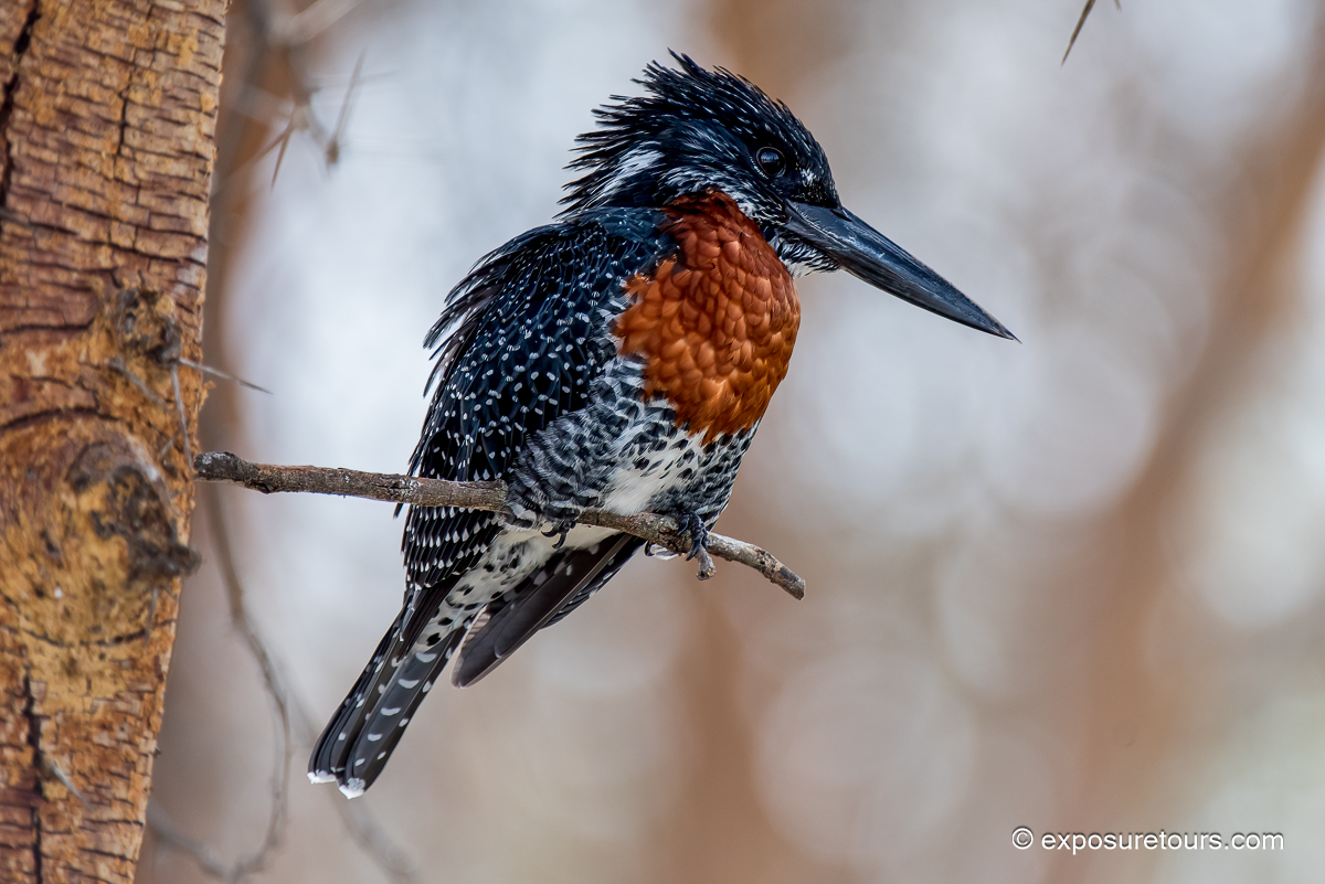 Giant Kingfisher
