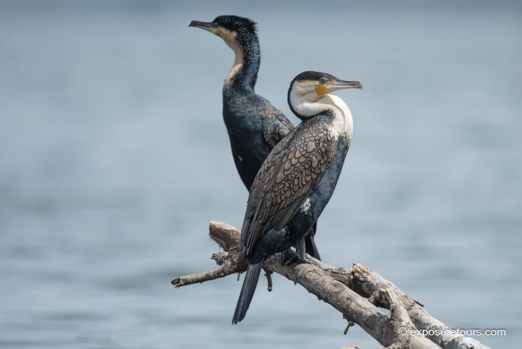 Great Cormorant