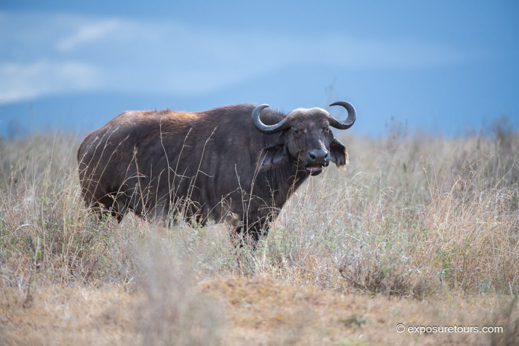 Cape Buffalo