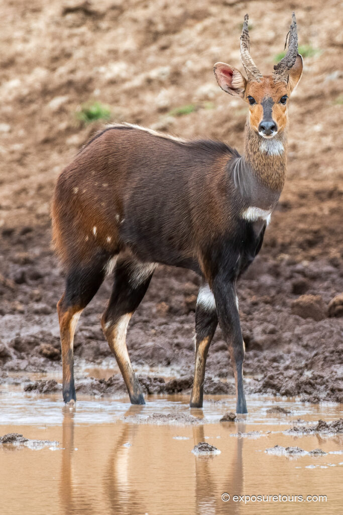 Bushbuck